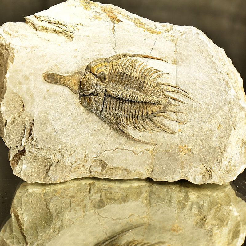 Psychopyge angeles Trilobite – Large Spiny Asteropyge, Issoumour (8 cm)
