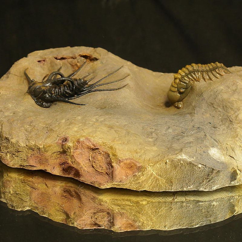 Devonian Trilobite Association Plate – Dicranurus monstruosus & Crotalocephalina gibba