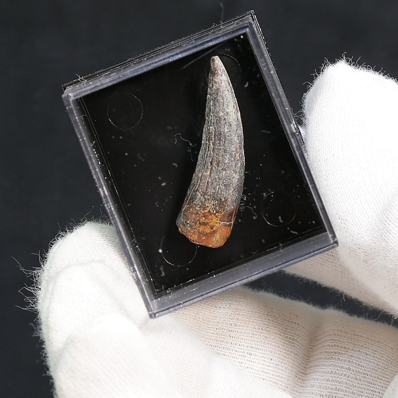 Suchomimus Tooth 