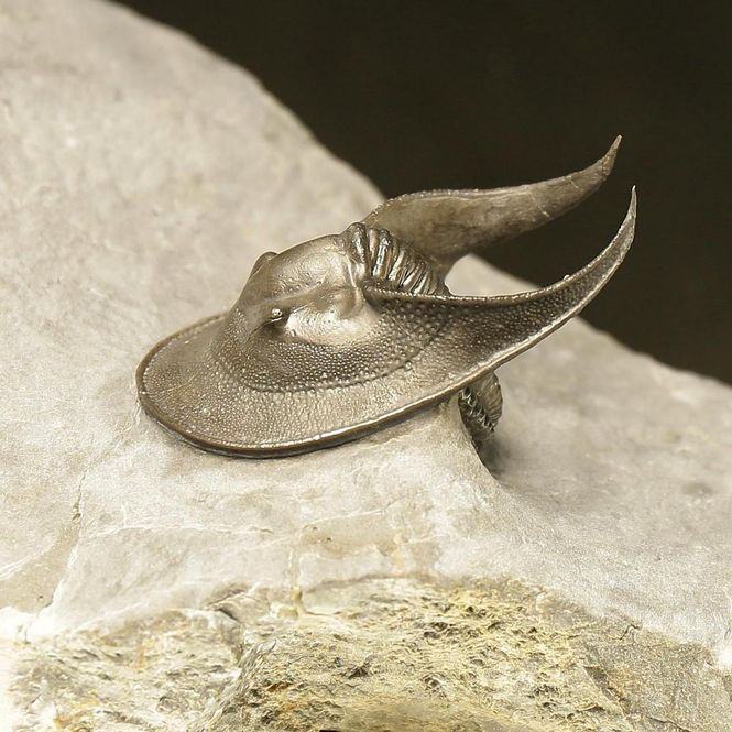 Main Image Harpes Trilobite – Finely Prepared Devonian ...