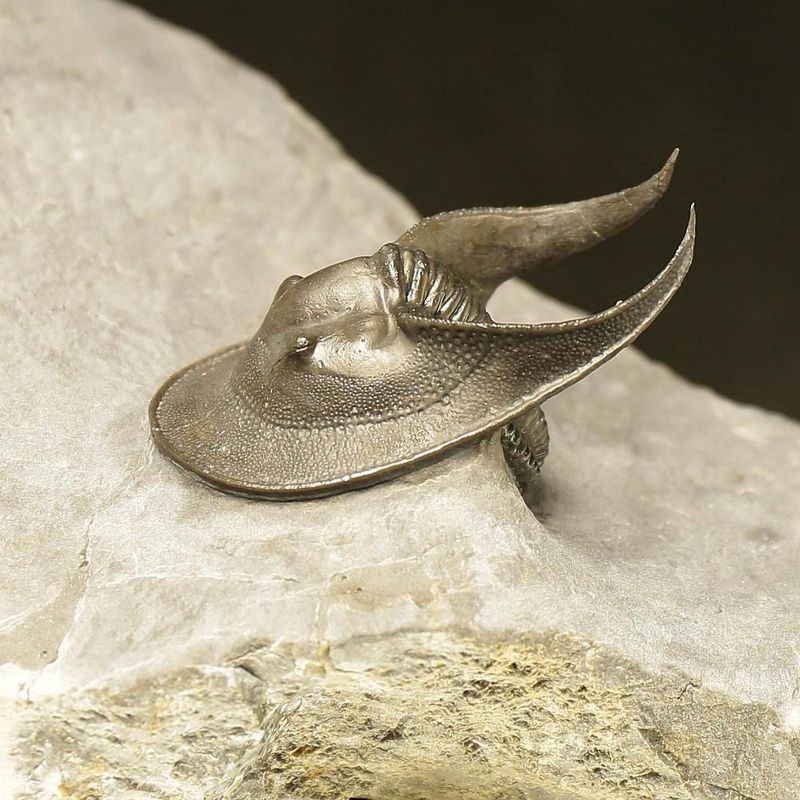 Harpes Trilobite – Finely Prepared Devonian Fossil from Jbel Oudriss (4 cm)