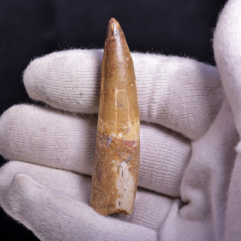 Dinosaur Teeth Spinosaurus Sp.
