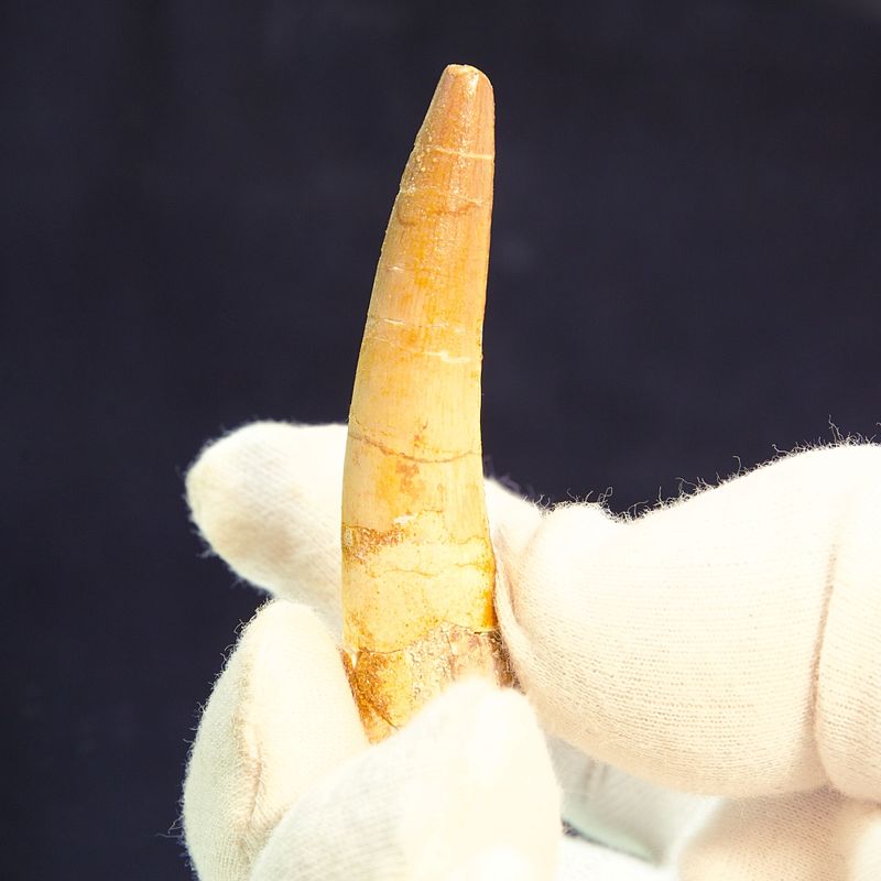 Dinosaur Teeth Spinosaurus Saharicus. 6,5 cm