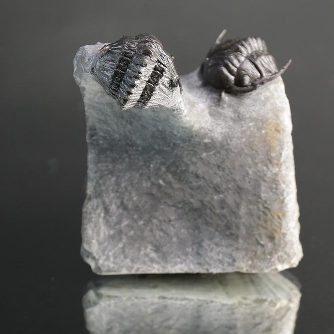 Main Image Double Crotalocephalus aff. africanus Trilobite ...
