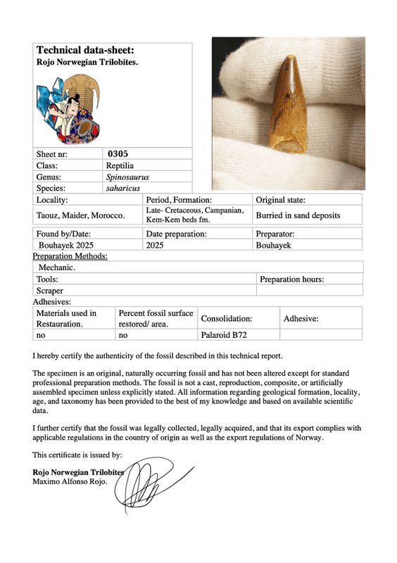 Dinosaur Teeth Spinosaurus Sp.