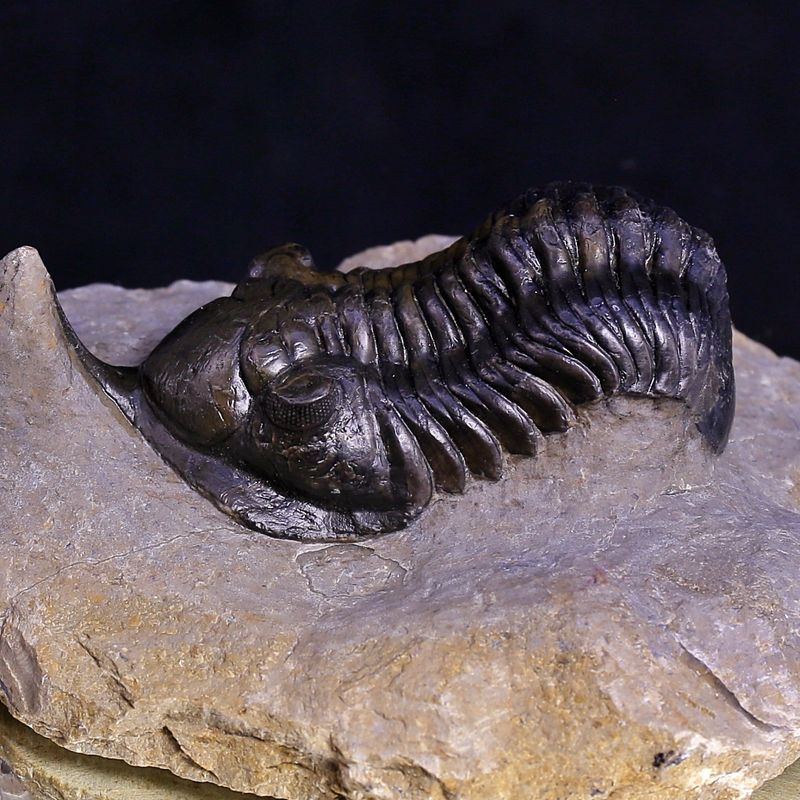 Morocconites Trilobite – “The Rhinoceros of Trilobites” (Morocco)