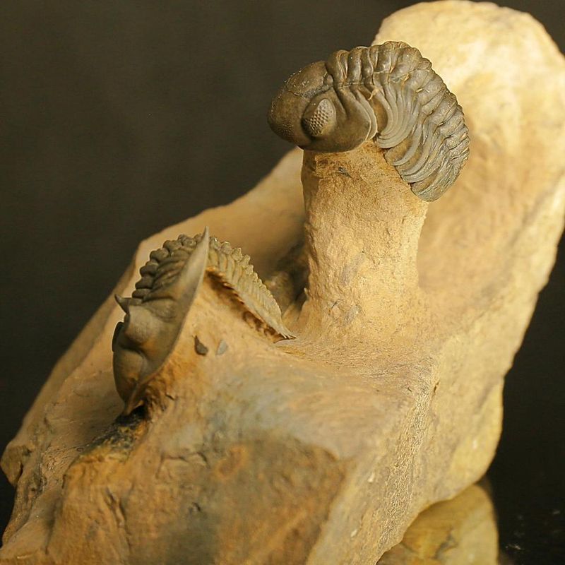 Rare Devonian Fossil Association Plate – Reedops, Metacanthina & Orthoceratid Cephalopod