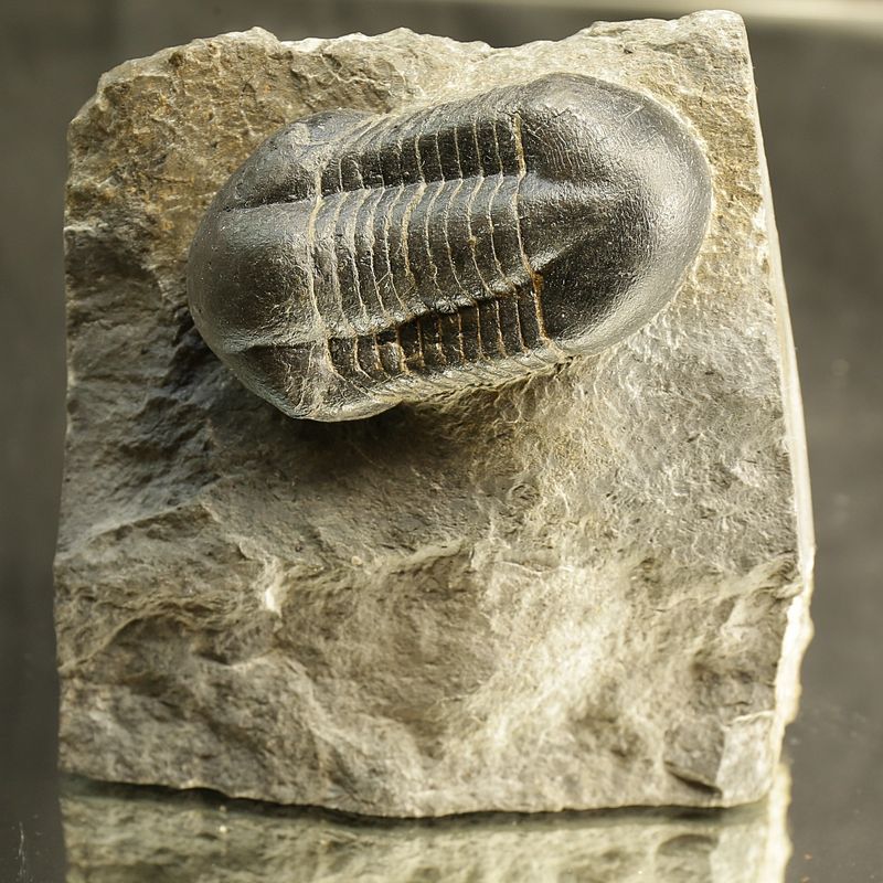 Sold! Illaenus sarsi Trilobite